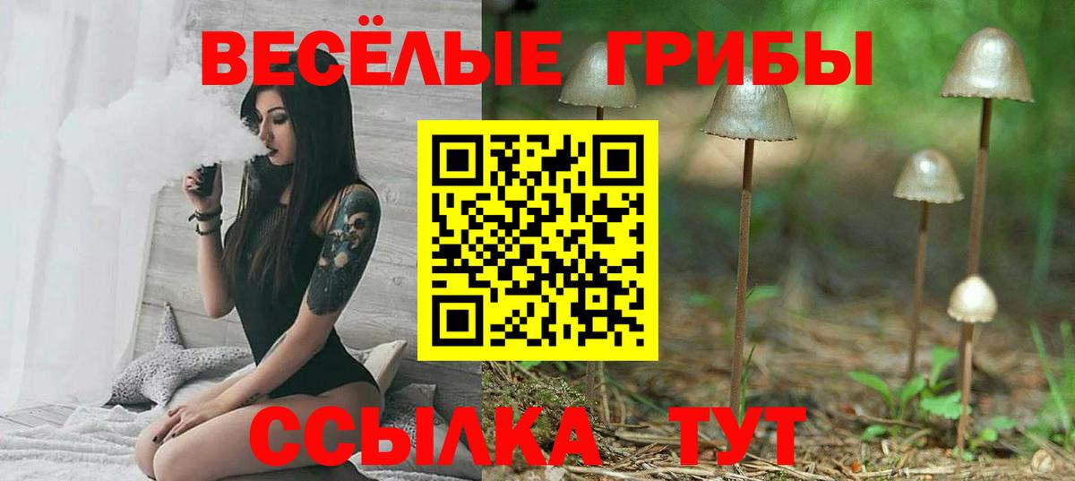 Псилоцибиновые грибы Cubensis Гатчина