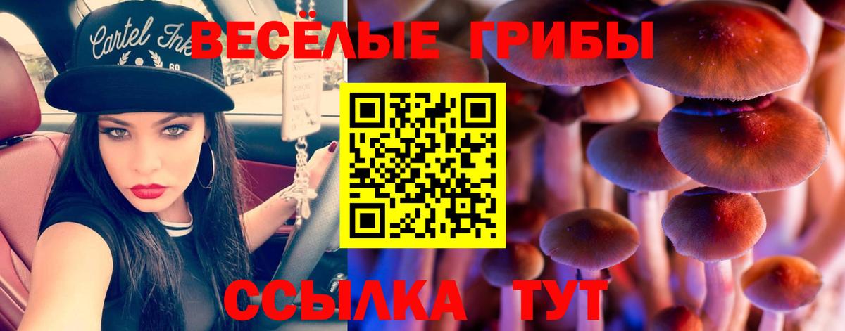 Псилоцибиновые грибы прущие грибы  Вход с VPN  где купить наркоту  Гатчина 